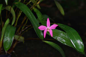 Dendrobium regale: Dendrobium regale Schltr., photo John Cara, plant habit, cult John Cara, from PNG.