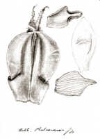 Bulbophyllum phalaenopsis: Bulbophyllum phalaenopsis J.J.Sm., floral analysis, drawing J.J. Smith, from Bogor cult. (Schmidt) 29-XI-108