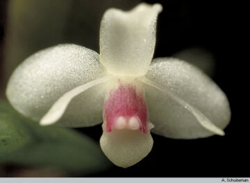 Dendrobium albiflorum