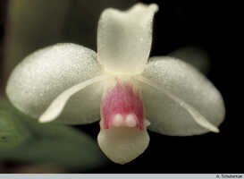 Dendrobium albiflorum: Dendrobium albiflorum Ridl., flower, photo A. Schuiteman, based on Leiden cult. 950209 (ex Kebun Raya Bogor 983-III-421), from Indonesia, Tanah Papua