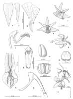 Dendrobium aurantitepalum: Dendrobium aurantitepalum de Vogel, drawing Eline Hoogendijk in De Vogel, van Vugt & Hoogendijk, Malesian Orchid Journal 22 (2018) 87, fig. 3