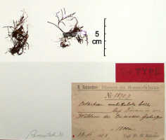 Octarrhena umbellulata: Octarrhena umbellulata Schltr., herbarium sheet, Schlechter 18707 (isotype specimen BO)