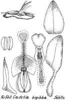 Dendrobium rumphiae: Dendrobium rumphiae Rchb.f. (as Cadetia bigibba Schltr.), drawing R. Schlechter in Repert. Spec. Nov. Regni Veg. Beih. 21 (1923) t. 149, fig. 560