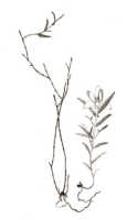 Glomera geelvinkensis: Glomera geelvinkensis J.J.Sm., drawing Darmosoediro, from Janowsky 396