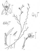 Octarrhena purpureiocellata: Octarrhena purpureiocellata P.Royen, drawing P. van Royen in Alp. Fl. New Guinea 2 (1979) 734, fig. 253