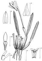 Dendrobium chamaephytum: Dendrobium chamaephytum Schltr., drawing by P. van Royen, based on Schlechter 14463