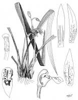 Cymbidium ensifolium subsp. haematodes: Cymbidium ensifolium (L.) Sw. subsp. haematodes (Lindl.) Du Puy & P.J.Cribb ex Govaerts, drawing N.H.S. Howcroft 20, from Wau