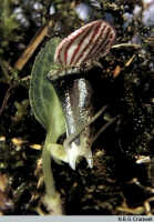 Corybas royenii: Corybas royenii Kores, habit, photo N.E.G. Cruttwell, based on Cruttwell (12/87, PNG, Mt. Otto)