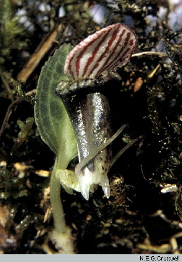 Corybas royenii