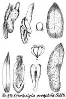 Ceratostylis oreophila: Ceratostylis oreophila Schltr., from Repert. Spec. Nov. Regni Veg. Beih. 21 (1923) t. 90, fig. 334