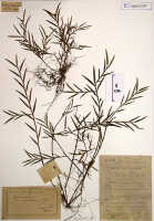 Glomera uniflora: Glomera uniflora J.J.Sm., herbarium sheet, Versteeg 1512, isosyntype specimen (BO)