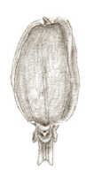 Bulbophyllum coiloglossum: Bulbophyllum coiloglossum Schltr., as Pedilochilus coiloglossum (Schltr.) Schltr., lip, drawing J.J. Smith, from Janowsky 85