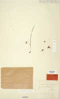 Dendrobium scotiiforme: Dendrobium scotiiforme J.J.Sm., isotype specimen: Bogor cult. (Gjellerup) 442 (L)