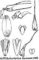 Bulbophyllum kauloense: Bulbophyllum kauloense Schltr., floral analysis, R. Schlechter in Repert. Spec. Nov. Regni Veg. Beih. 21 (1928) t. 296, fig. 1135