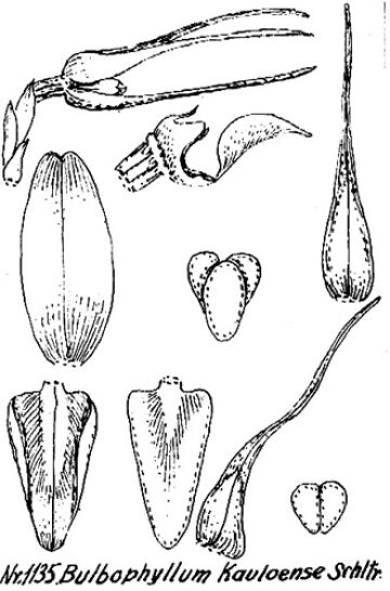 Bulbophyllum kauloense