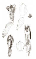 Dendrobium obtusum: Dendrobium obtusum Schltr. (as Dendrobium concavissimum J.J.Sm.), drawing J.J. Smith, based on Mayr 73