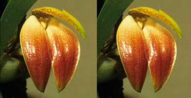 Bulbophyllum maxillarioides: Bulbophyllum maxillarioides Schltr., flower, oblique front view, photo P. Jongejan, collection Royal Botanic Garden Kew, cult. P. Jongejan 1362