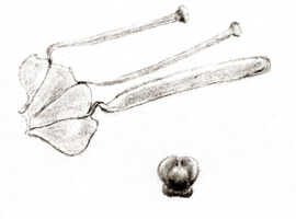 Bulbophyllum muricatum: Bulbophyllum muricatum J.J.Sm., petal and anther, drawing J.J. Smith, from Pulle 967
