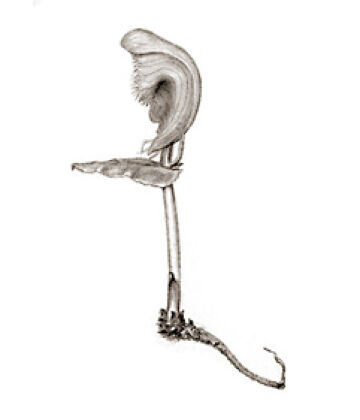 Corybas palearifer