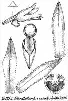 Taeniophyllum ceratostylis: Taeniophyllum ceratostylis (Schltr.) Kocyan & Schuit. (as Microtatorchis ceratostylis Schltr.), drawing R. Schlechter in Repert. Spec. Nov. Regni Veg. Beih. 21 (1928) t. 353, fig. 1362