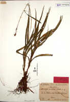 Crepidium caricoides: Microstylis caricoides Schltr., herbarium sheet, Schlechter 18245 (isotype specimen BO)