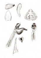 Goodyera gibbsiae: Goodyera gibbsiae J.J.Sm., drawing J.J. Smith, from Gibbs 5571
