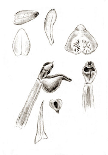 Goodyera gibbsiae