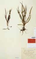 Crepidium carinatifolium: Crepidium carinatifolium (J.J.Sm.) Szlach. (as Microstylis carinatifolia J.J.Sm.), herbarium sheet, Gjellerup 969 (isotype specimen L)