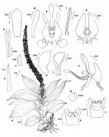 Crepidium myosotis: Crepidium myosotis M.A.Clem. & D.L.Jones, drawing Marion Gartrat, from Lasianthera 1 (1996) 43, fig. 8