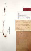 Octarrhena lorentzii: Octarrhena lorentzii J.J.Sm., as Chitonanthera suborbicularis J.J.Sm., herbarium sheet, Lam 1607 (isotype specimen BO)