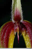 Bulbophyllum maxillare: Bulbophyllum maxillare (Lindl.) Rchb.f., flower detail, column and lip, front view, photo E.F. de Vogel, Leiden cult. 20031059