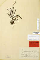 Crepidium graminifolium: Crepidium graminifolium (Schltr.) Szlach. (as Microstylis graminifolia Schltr.), herbarium sheet, Schlechter 19352 (isotype specimen L)