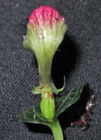 Corybas subalpinus: Corybas subalpinus P.Royen, photo Stephanie Pimm Lyon
