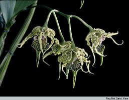 Dendrobium alexandrae: Dendrobium alexandrae Schltr., inflorescence, photo Roy. Bot. Gard. Kew, based on Kew cult.