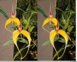 Bulbophyllum maxillare: Bulbophyllum maxillare cf., flowers, front view, photo P. Jongejan, collection Royal Botanic Gardens, Kew, cult. P. Jongejan 1420