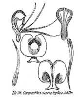 Corybas saprophyticus: overview picture