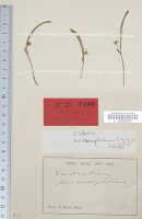 Dendrobium micronephelium: Dendrobium micronephelium J.J.Sm., type specimen: Bogor cult. s.n. (syn L)