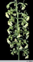 Calanthe cremeoviridis: Calanthe cremeoviridis J.J.Wood, inflorescence, photo J.J. Wood, based on Sands et al. 1782