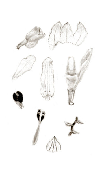 Podochilus steinii