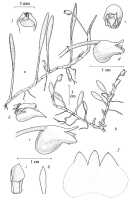 Mediocalcar uniflorum: Mediocalcar uniflorum Schltr., drawing A. Schuiteman in Orchid Monogr. 8 (1997) fig. 23