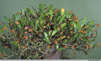 Mediocalcar uniflorum: Mediocalcar uniflorum Schltr., habit, photo Royal Botanic Garden Edinburgh, based on Edinburgh cult. 681449