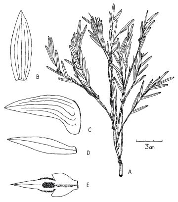 Dendrobium glomeroides