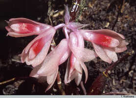 Dendrobium aurantiroseum: Dendrobium aurantiroseum P.Royen ex T.M.Reeve, flowers, photo T. Roelfsema