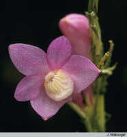 Dendrobium lawesii: Dendrobium lawesii F.Muell., inflorescence, photo J. Meijvogel, based on Leiden cult. 26058