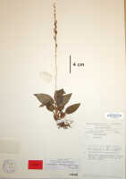 Crepidium vanroyenii: Crepidium vanroyenii (Szlach., & Marg.) Schuit. & de Vogel (as Pseudoliparis vanroyenii Szlach. & Marg.), herbarium sheet, van Royen & Sleumer 7505 (holotype specimen L)