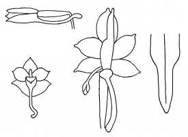 Calanthe labellicauda: Calanthe labellicauda Gilli, drawing A. Gilli in Ann. Naturhist. Mus. Wien 84, B (1980 publ. 1983) 18, fig. 5, based on Gilli 527 (holotype W)