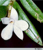 Glomera uniflora: overview picture