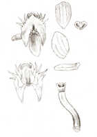 Crepidium riparium: Crepidium riparium (J.J.Sm.) Szlach. (as Microstylis riparia J.J.Sm.), floral analysis, drawing J.J. Smith, based on Gjellerup 194