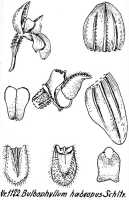 Bulbophyllum orbiculare: Bulbophyllum habropus Schltr., floral analysis, R. Schlechter in Repert. Spec. Nov. Regni Veg. Beih. 21 (1928) t. 305, fig. 1172