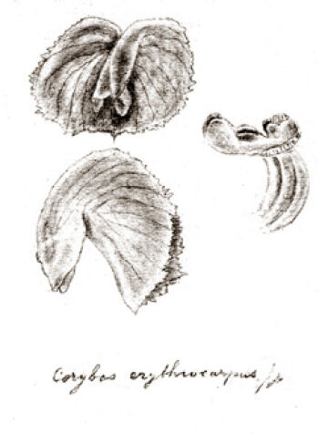 Corybas erythrocarpus
